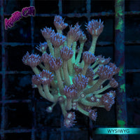 Glitter Bomb Goniopora Coral