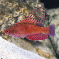 Line Spot Flasher Wrasse